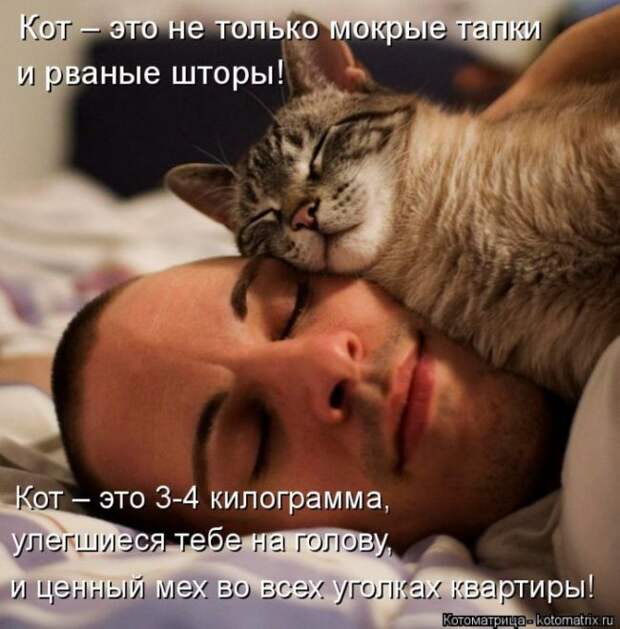 Лучшие котоматрицы недели (50 фото)