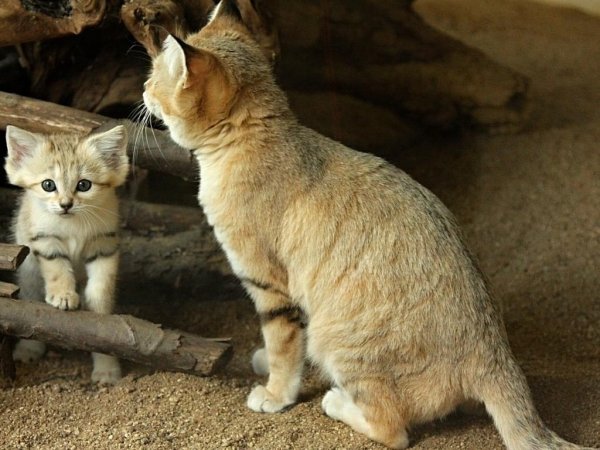 Барханная кошка (Felis margarita)