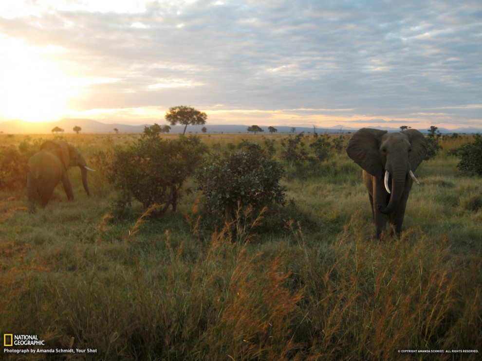 natgeowllpprs07 natgeowllpprs07 990x742 Обои для рабочего стола от National Geographic за апрель 2013