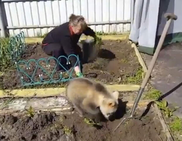 Это Россия! Медведь помогает сажать картошку!