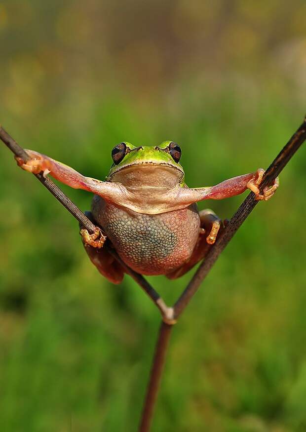 Оригинальные лягушки Frogs09 Оригинальные лягушки