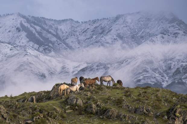 Пастбища, которые в различных горных районах имеют свои особенности. Автор фотографии: Старостенков Дмитрий Михайлович.