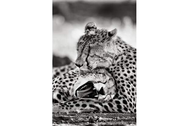 Пирамида Маслоу в мире животных: сытые леопарды охотнее проявляют нежность друг к другу. Национальный парк Крюгер, ЮАР