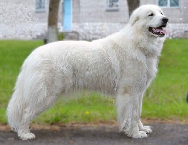 Пиренейская горная собака, или большой пиреней  (фр. chien de montagne des pyrenees) 