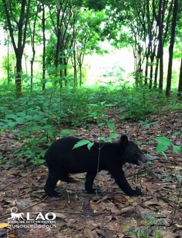 Спасенный медвежонок не может поверить, что обрел дом животные, защита природы, лаос, медведи