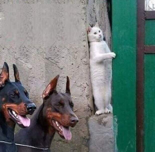 С этими котейками точно не заскучаешь! С этими котейками точно не заскучаешь!