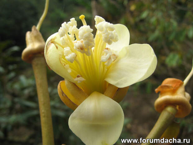 цветок дуриана