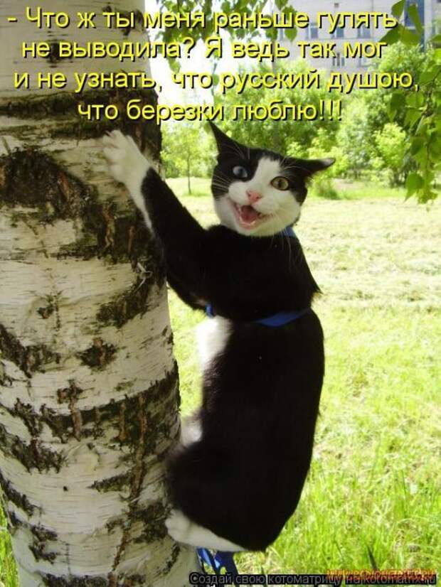 Уфф!!! Ну наконец-то! Котоматрицы великолепные, каждая с улыбкой и хорошим настроением!