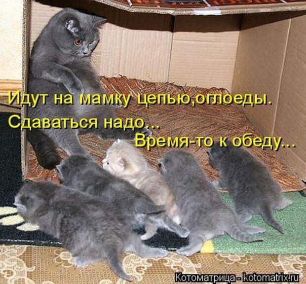 Котоматрицы(картинки с надписями)