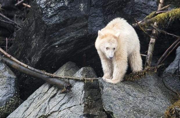 Примерно 10 % популяции кермодского медведя имеют белый или кремовый цвет шерсти Британская Колумбия, животные, канада, кермодский медведь, природа, фото, фотограф