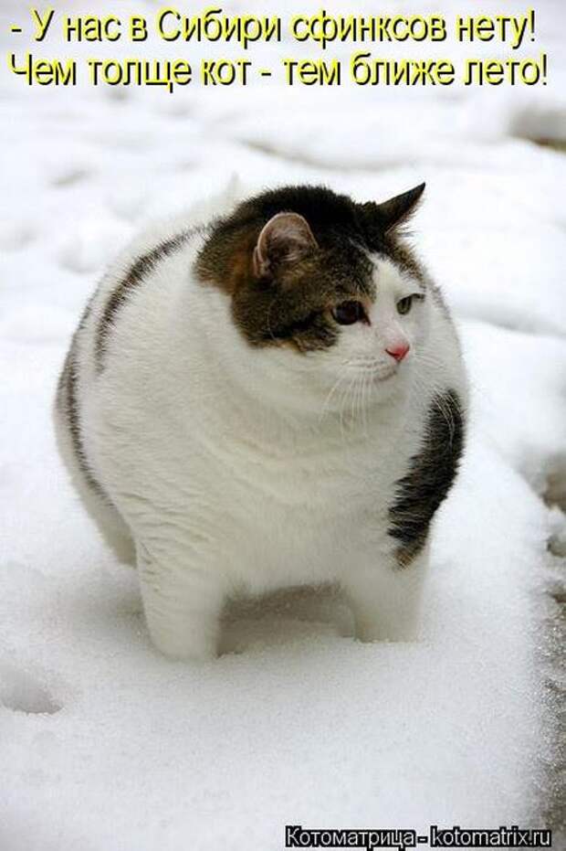 Котоматрицы(картинки с надписями)