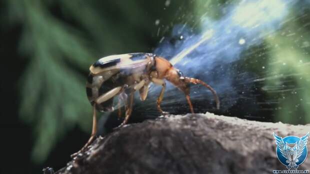 Удивительные факты о жуке-бомбардире