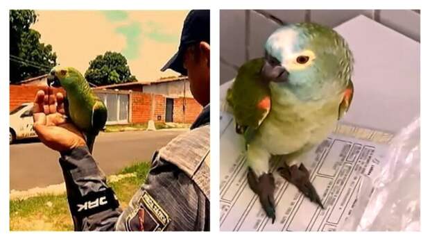 В Бразилии задержан "нарко-попугай", обученный стоять на стрёме бразилия, драгдилер, дрессированный, забавно, и такое бывает, наркобизнес, полиция, попугай