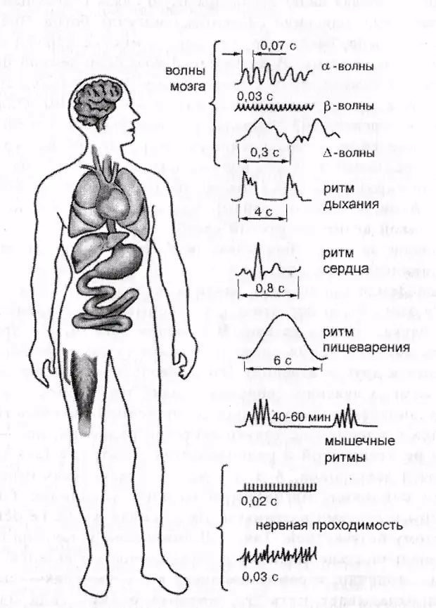 Физиологические процессы организма. Физиологические процессы в организме человека. Ритмические процессы в организме. Ритмы жизнедеятельности человека. Ритмы человеческого организма.