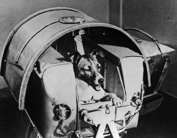 1. Первое животное-астронавт было из Советского Союза Берия, СССР, катынь, советский союз, сталин, факты