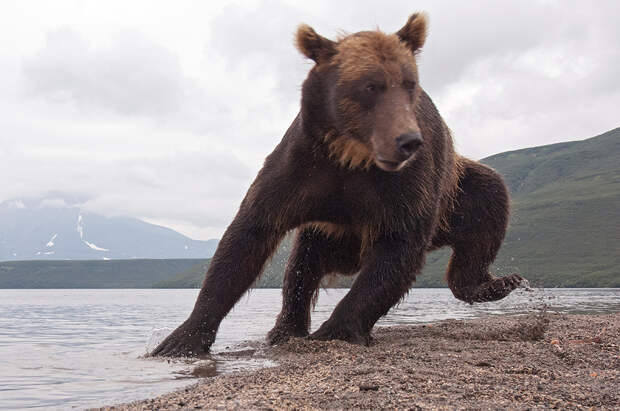 Bear_03622