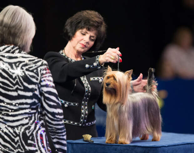 5 Fashion Lessons to Take Away from the National Dog Show