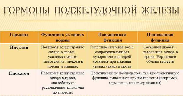 Функции печени и поджелудочной железы. Роль печени и поджелудочной железы в пищеварении