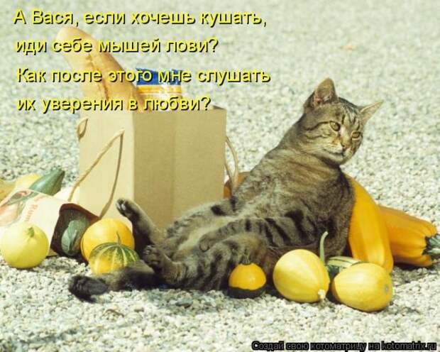 Лучшие котоматрицы недели (50 фото)