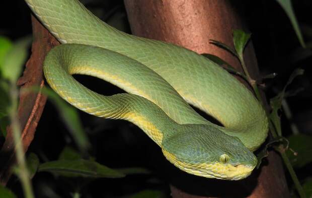 Ядовитая змея укусила 16-летнюю девочку в Москве