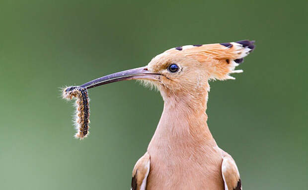 Том Самуэльсон: сезон охоты