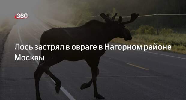Источник 360.ru: лося зажало в овраге в районе Криворожской улицы в Москве