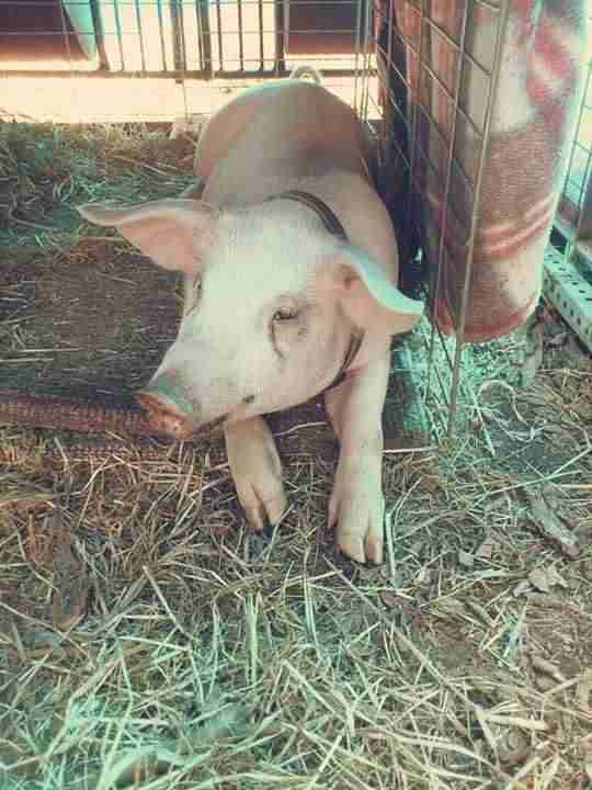 Piglet being raised for slaughter in Ontario