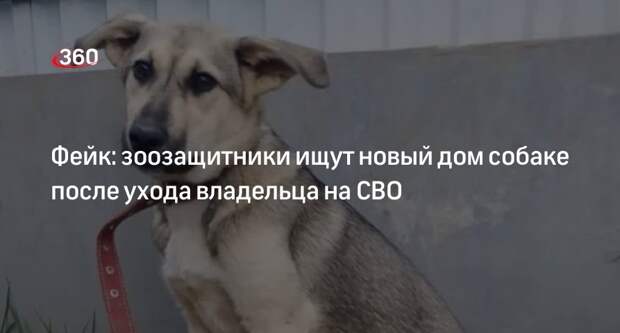 Фейк о пристройке собаки ушедшего на СВО хозяина распространили по соцсетям