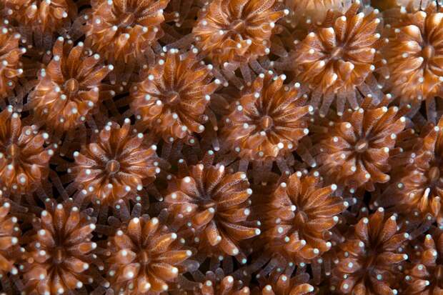 Corals12 Corals12 Макрофотографии кораллов