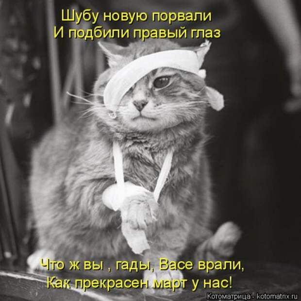 Свежая котоматрица для всех (20 шт)