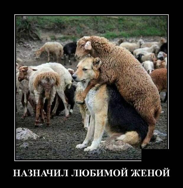 Демотиваторы (30 фото)