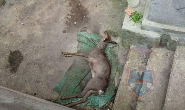 Загнанный зверь: в Приозерске спасли раненную косулю, скрывавшуюся в подвале от собак