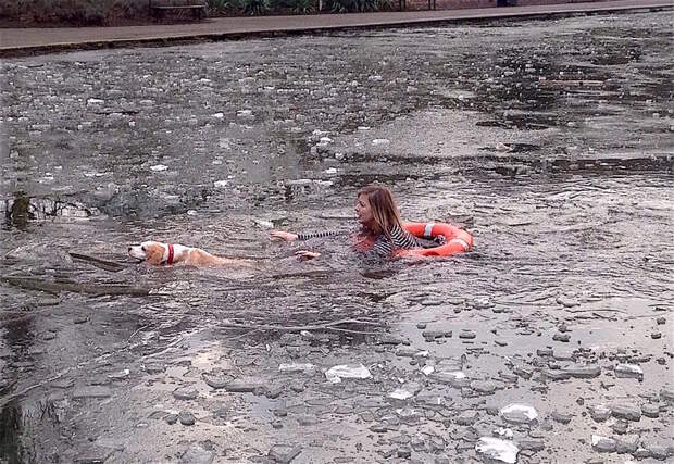 Спасение пса из ледяной воды британия, животные, лондон, собака, спасение, спасение собаки