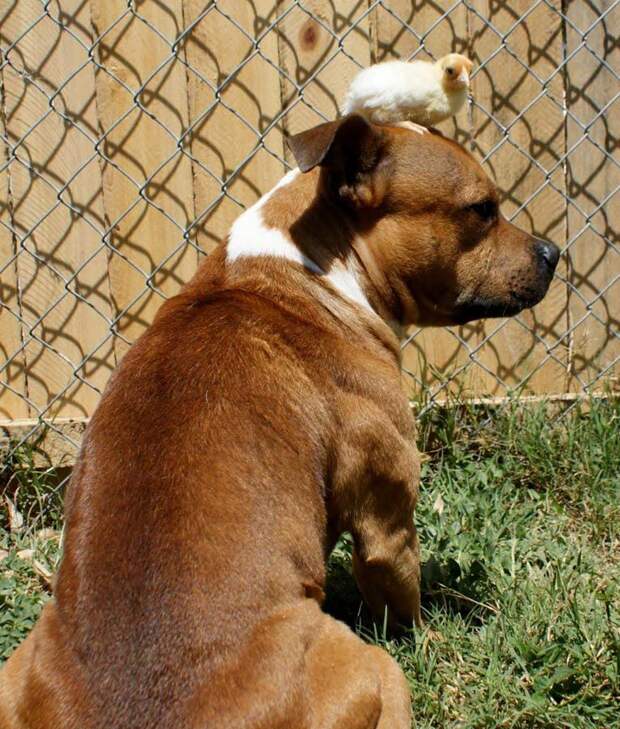 Бум - питбуль, который любит кроликов the Pit Bull who Loves Birds and Rabbits 7 Бум питбуль, который любит кроликов