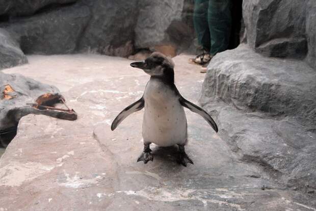 Как влюбляются, рожают, изменяют и делят детей в московском пингвинятнике