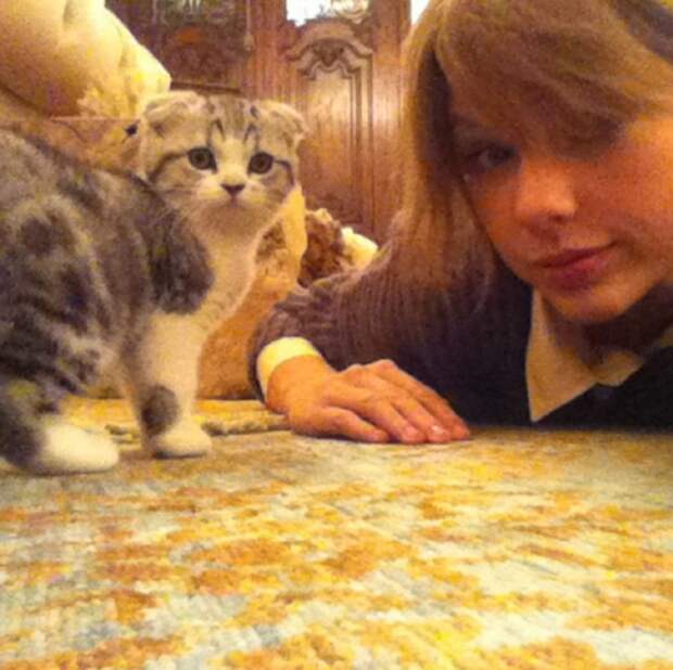 Тейлор Свифт Cats, celebrities, звезды, коты