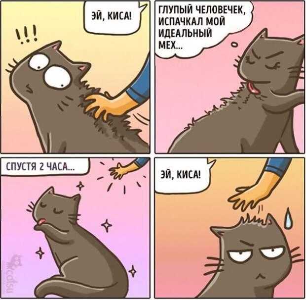 Как меняется жизнь с появлением в доме кота (20 картинок)