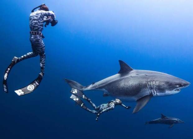 Пляски с акулами: невероятные подводные снимки Хуана Олифанта
