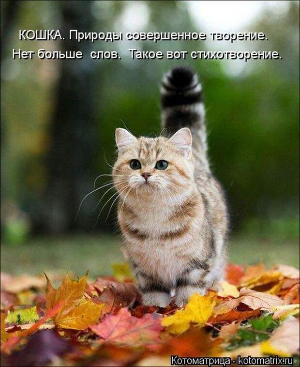 Котоматрицы (картинки с надписями)