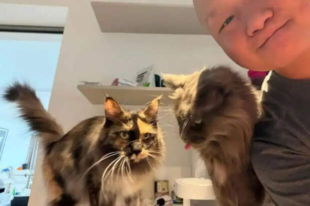 Китаец заработал $23 тысячи на услугах по уходу за кошками во время праздников