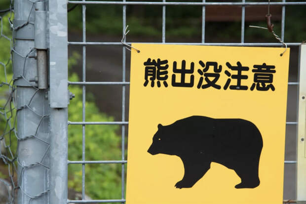 3 года «медведь-призрак» опустошает японские фермы, но поймать его не могут: появляется из ниоткуда и не оставляет следа