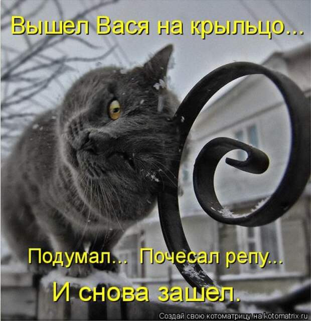 Котоматрица новая и прикольная (37 фото)