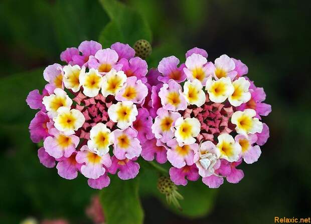 lantana