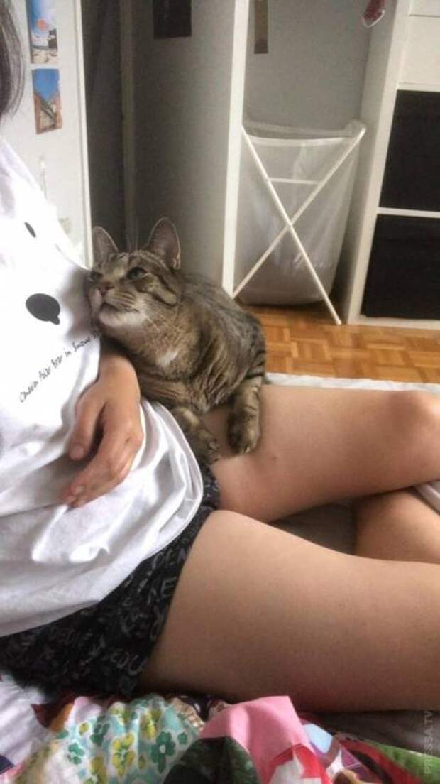 Домашние питомцы, которые очень любят своих хозяев
