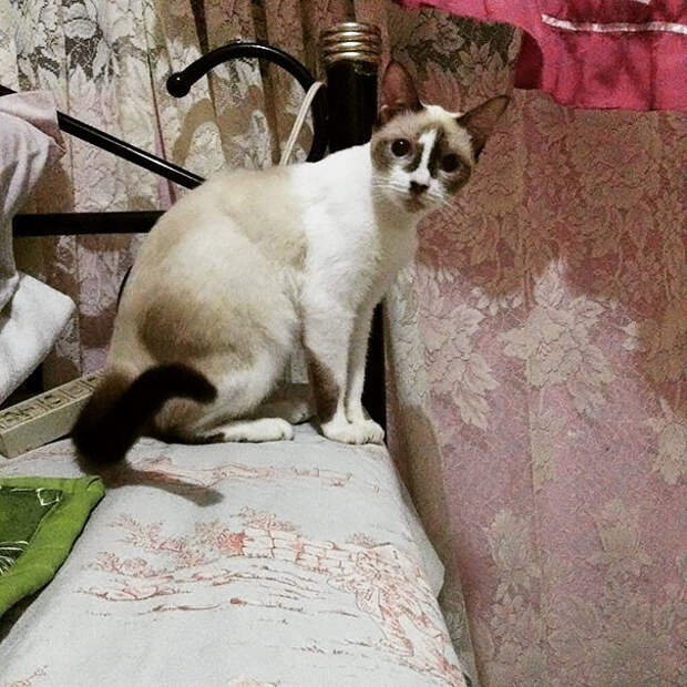 Найди единицу! животные, забавно, коты, кошки, неожиданно, окрас, окрас кошек, фото