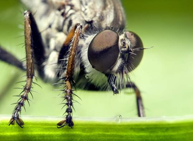 insects50 insects50 Портреты насекомых