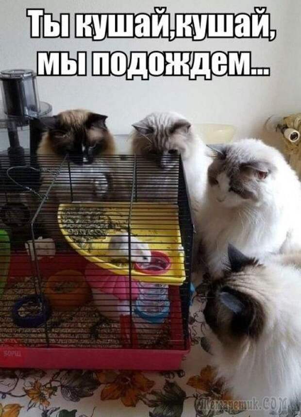 изображение: - Ты кушай, кушай, мы подождем... #Котоматрицы