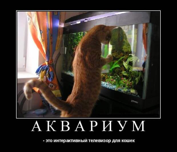А вы знали, что аквариум – это такой специальный телевизор для кошек? - Подборка забавных фото