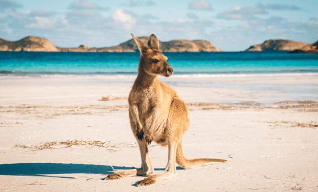 kangaroo on australian beach