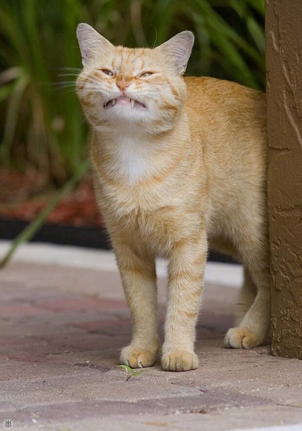А мы милашки! 5